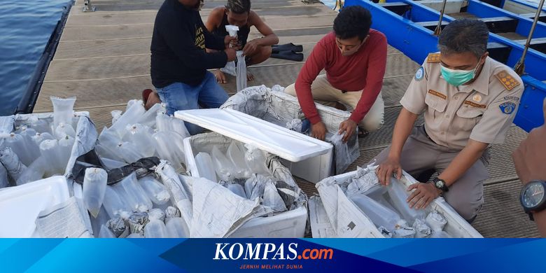 Dugaan Monopoli Ekspor Benih Lobster, Ini Respons KKP