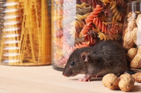 8 Makanan di Dapur yang Bisa Mengundang Tikus