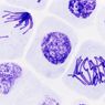 Tahap-Tahap Mitosis Sel