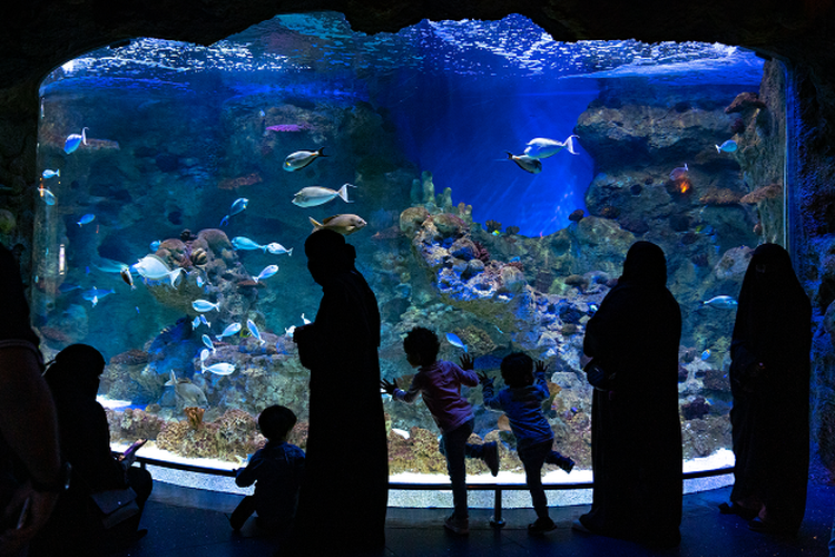 Fakieh Aquarium di Kota Jeddah, Arab Saudi.