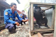 Berusaha Cari Makan, Monyet Surili Masuk Rumah Warga di Cirebon
