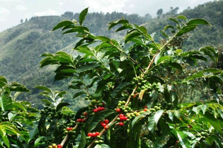 Perkebunan kopi di Wawowae dapat menghasilkan sekitar 200 ton biji kopi jenis Arabika setiap tahun. Populer dikenal dengan kopi Flores Arabika Bajawa. 