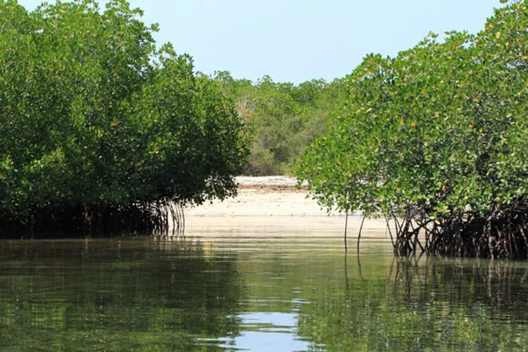 Kawasan mangrove di Pulau Panjang, Sumbawa, Nusa Tenggara Barat.