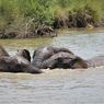 Apakah Gajah Bisa Berenang?