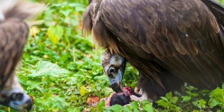 Lebanon Tangkap Burung Nasar Karena Dikira Mata Mata Israel