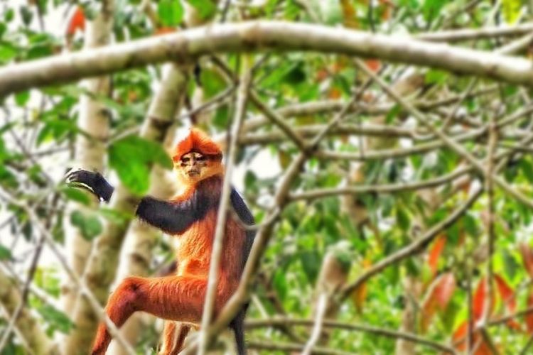 Ilustrasi Lutung Sentarum