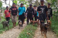 Kisah Perburuan di Lereng Gunung Slamet, Libatkan 7 Anjing dan Bergerak dari 3 Titik