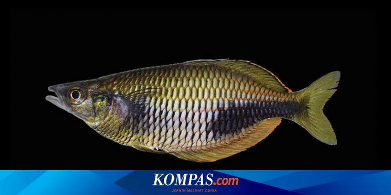 Ikan Pelangi Berkelopak Mata Emas Ditemukan di Papua