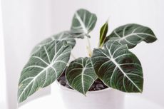 Cara Membuat Alocasia Cepat Besar