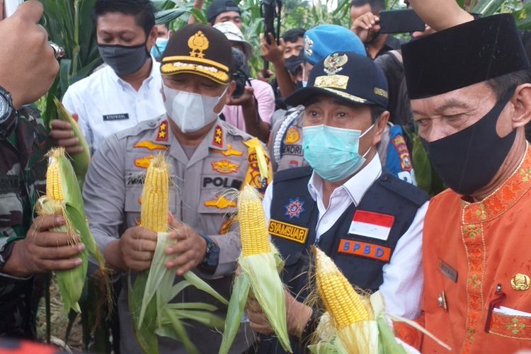 Kapolda Riau Irjen Pol Agung Setya Imam Effendi dan Gubernur Riau Syamsuar melakukan panen perdana jagung manis di lahan yang digarap Bhabinkamtibmas Bripka Fery Ferdian bersama kelompok tani Harapan Jaya di Kelurahan Pangkalan Kerinci Barat, Kecamatan Pangkalan Kerinci, Kabupaten Pelalawan, Riau, Jumat (24/7/2020).