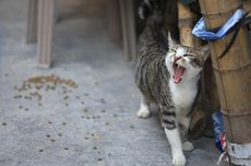 Beri Makan Kucing Liar, Nenek 79 Tahun Malah Berakhir di Penjara