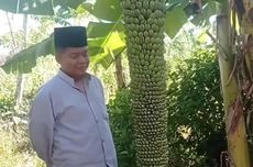 Pohon Pisang Unik di Sampang, Berbuah Ribuan dan Panjangnya Hampir Menyentuh Tanah