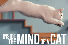 Sinopsis Inside the Mind of a Cat, Dokumenter Tentang Kucing