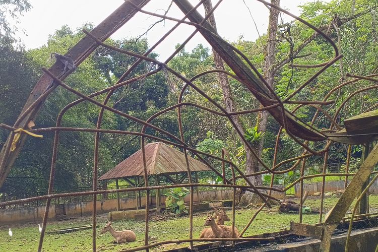 Besi pembatas kandang rusak di Medan Zoo tampak rusak, Rabu (1/9/2024)