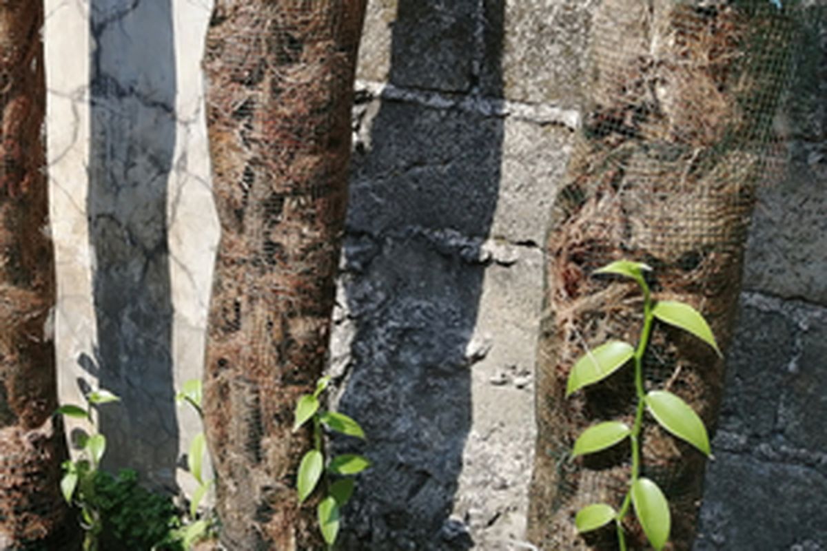 Ilustrasi menanam vanili