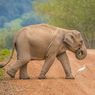 Warga Jambi Terinjak Gajah, Kades: Dirawat di RS 3 Hari, Meninggal Pagi Ini