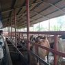Kementan Laporkan Ketersediaan Daging Sapi untuk Lebaran Aman