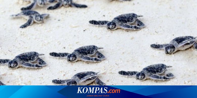 Gara Gara Perubahan Iklim Semua Penyu Akan Berkelamin Betina