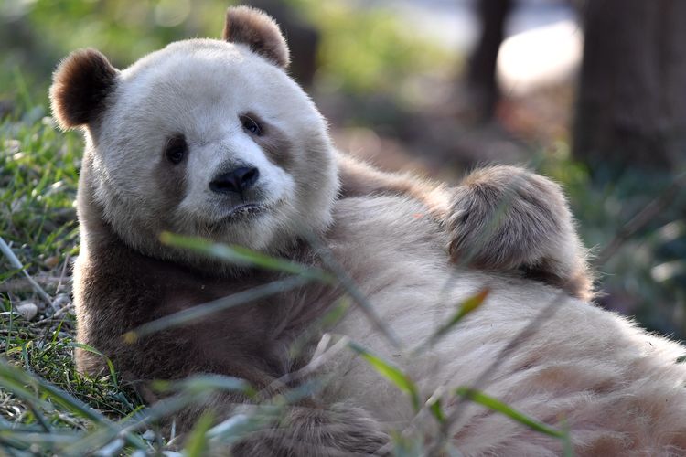 Inilah Qi Zai, Panda Langka Berbulu Coklat di China