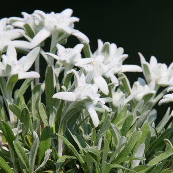 Ilustrasi bunga edelweiss. 