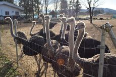 5 Burung Terbesar di Dunia, Ada yang Mencapai 400 Kg!