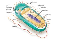 Nukleoid Sel Prokariotik: Pengertian dan Fungsinya