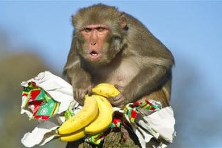 Monyet-monyet di KB Paignton, Inggris, tidak lagi diberi pakan pisang dan diganti dengan sayur-sayuran yang lebih sehat bagi primata.