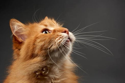 Berfungsi sebagai Sensor, Berikut 7 Fakta Menarik tentang Kumis Kucing
