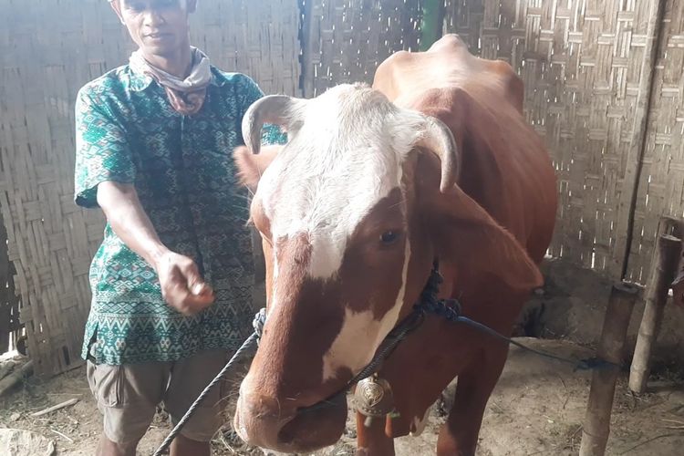 Peternak sapi asal Blora, Jawa Tengah, Sukimin memperlihatkan sapi yang bergejala Penyakit Mulut dan Kuku (PMK) saat ditemui di Desa Gempolrejo, Kecamatan Tunjungan, Selasa (14/6/2022)