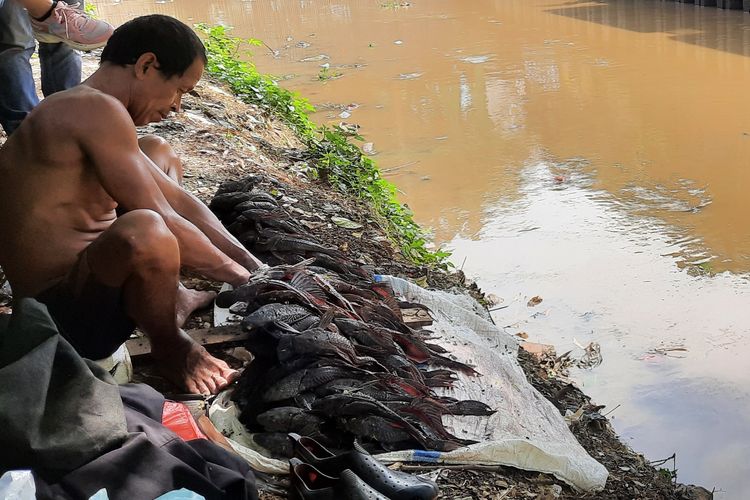 Ribuan ikan sapu-sapu ditemukan mati di Kali Baru, Kelurahan Tengah, Kecamatan Kramatjati, Jakarta Timur, Senin (11/7/2022) pagi.