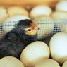 Bagaimana Anak Ayam Pecahkan Telur Saat Menetas? Sains Menjawab
