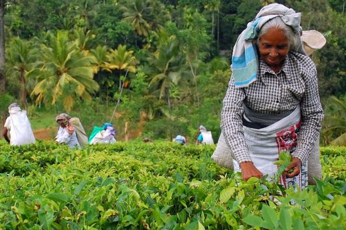 Pemetik teh di kebun teh di Kandy, Sri Lanka. 