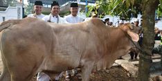 Bupati Dedi Mulyadi dan Hari Raya Idul Adha...