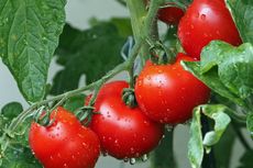 9 Tanaman Pendamping Tanaman Tomat di Kebun yang Bisa Dimakan