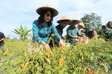 Stok Cabai di Keerom dan Jayapura Aman hingga Puasa dan Lebaran