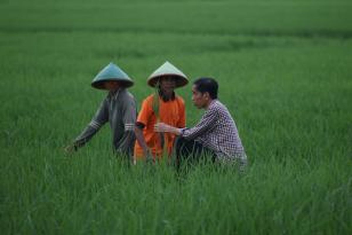 Capres nomor urut 2, Joko Widodo (Jokowi) berdialog dengan petani di Desa Gentasari, Kroya, Cilacap, Jawa Tengah, Jumat (13/6/2014). Dialog dilakukan Jokowi guna mengetahui berbagai masalah seputar pertanian yang dihadapi petani.