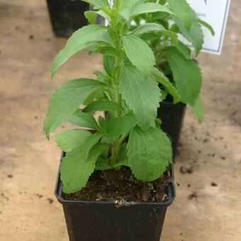 Ilustrasi tanaman stevia, daun stevia.