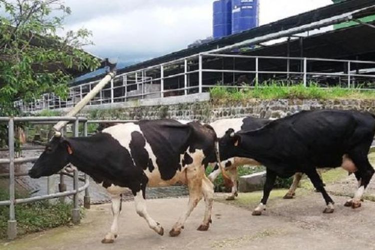 Lembu Bagi Susu Sapi Dapat Nama - Sapi Perah Wikipedia Bahasa Indonesia