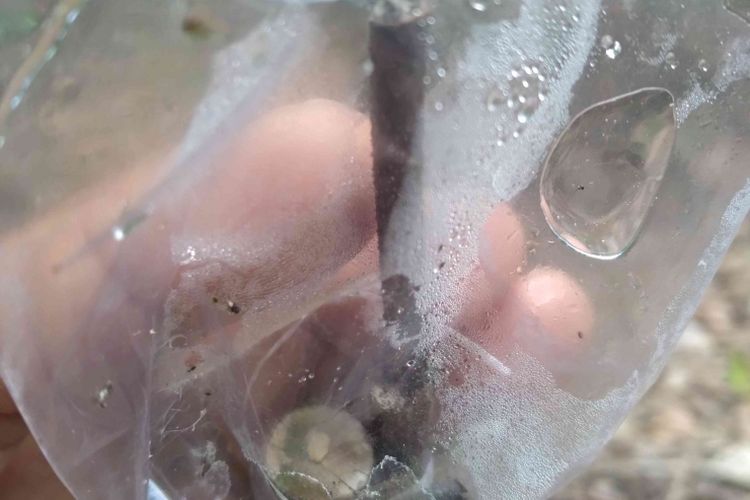 Hasil grafting yang gagal, terlihat mata entres di dalam plastik mengering