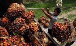 Ilmuwan Kembangkan Alternatif Minyak Sawit Ramah Lingkungan