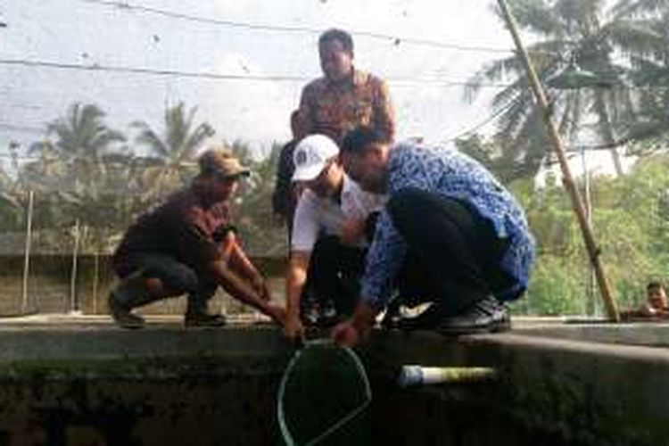 Agus Riyanto, warga Desa Jambesari Kecamatan sempu (baju coklat berdiri) saat panen ikan lele di pekarangan rumahnya bersama Bupati Banyuwangi Abdulah Azwar Anas (topi putih) beberapa waktu yang lalu