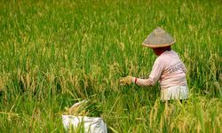 Pemangkasan Anggaran Pengaruhi Kesejahteraan Petani dan Ekonomi Desa