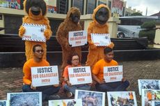 LSM: 13 Orangutan Terjebak di Hutan Kecil Kutai Timur gara-gara Perusahaan Sawit