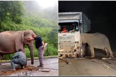 Induk Gajah yang Anaknya Mati Ditabrak Truk Harus Dibius 3 Kali biar Tenang