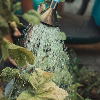 Lakukan penyiraman dengan tepat agar tanaman cabai tak kekurangan air atau kelebihan air.