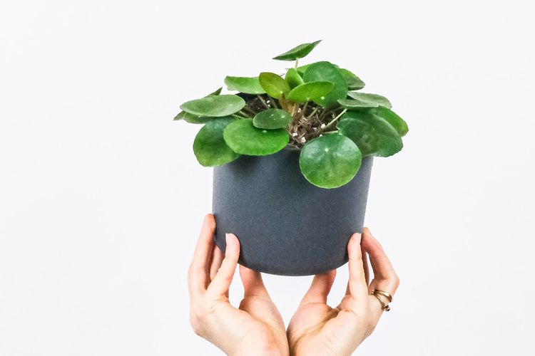 Ilustrasi tanaman hias Chinese Money Plant (Pilea peperomioides). 