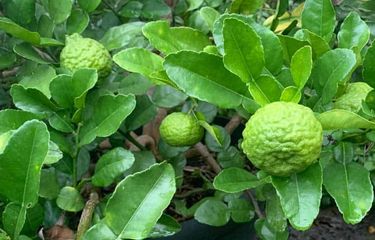 Jeruk purut atau Citrus hystrix