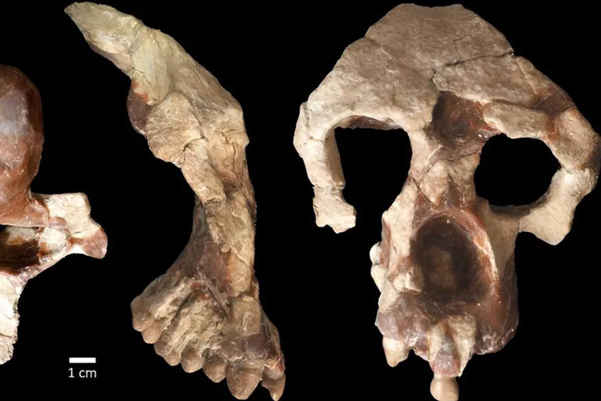 Fosil Anadoluvius turkae menjadi bukti nenek moyang manusia berasal dari Eropa bukan Afrika.