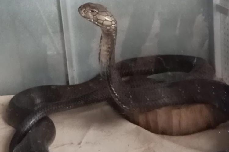 Ular king kobra yang gigit pawang hingga tewas di Trenggalek.