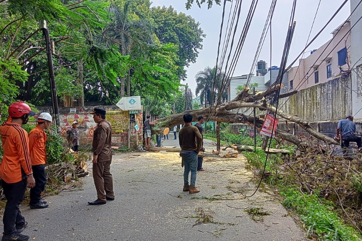 Gabungan petugas sedang mengevakuasi pohon tumbang yang berada di Jalan Elang Raya Nomor 1, Sawah Lama, Ciputat, Tangerang Selatan atau tepatnya di belakang Puspo Budoyo pada Rabu (2/11/2022).
